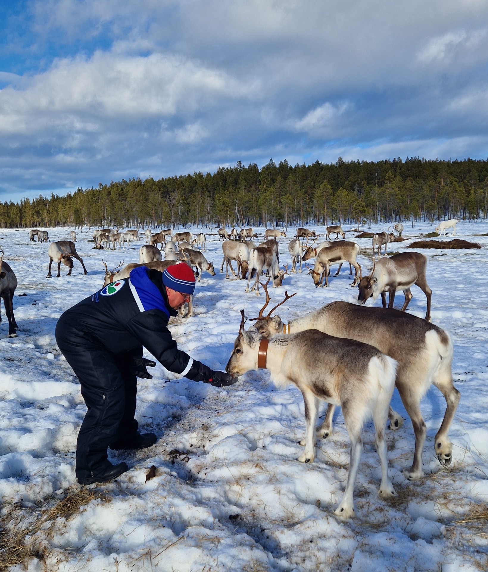 Many reindeer activities available